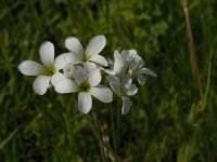 Saxifraga granulata 78, Knolsteenbreek, Saxifraga-Jan van der Straaten