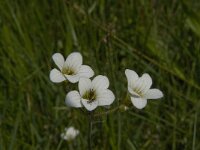 Saxifraga granulata 79, Knolsteenbreek, Saxifraga-Jan van der Straaten