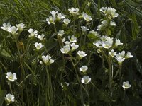 Saxifraga granulata 8, Knolsteenbreek, Saxifraga-Jan van der Straaten