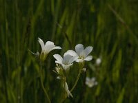 Saxifraga granulata 80, Knolsteenbreek, Saxifraga-Jan van der Straaten