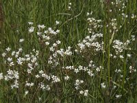 Saxifraga granulata 81, Knolsteenbreek, Saxifraga-Jan van der Straaten