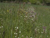 Saxifraga granulata 82, Knolsteenbreek, Saxifraga-Jan van der Straaten