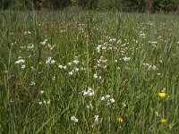 Saxifraga granulata 83, Knolsteenbreek, Saxifraga-Jan van der Straaten