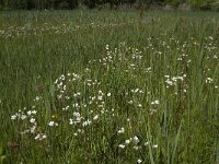 Saxifraga granulata 84, Knolsteenbreek, Saxifraga-Jan van der Straaten