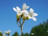 Saxifraga granulata 85, Knolsteenbreek, Saxifraga-Ed Stikvoort