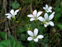 Saxifraga granulata 86, Knolsteenbreek, Saxifraga-Ed Stikvoort