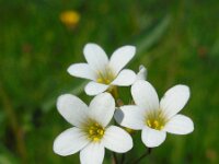 Saxifraga granulata 87, Knolsteenbreek, Saxifraga-Ed Stikvoort