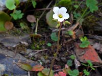 Saxifraga granulata 88, Knolsteenbreek, Saxifraga-Ed Stikvoort