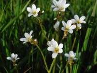 Saxifraga granulata 89, Knolsteenbreek, Saxifraga-Ed Stikvoort