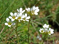 Saxifraga granulata 9, Knolsteenbreek, Saxifraga-Willem van Kruijsbergen