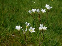 Saxifraga granulata 90, Knolsteenbreek, Saxifraga-Ed Stikvoort
