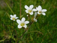 Saxifraga granulata 91, Knolsteenbreek, Saxifraga-Ed Stikvoort