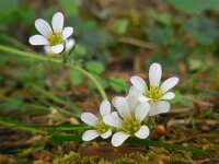 Saxifraga granulata 92, Knolsteenbreek, Saxifraga-Ed Stikvoort