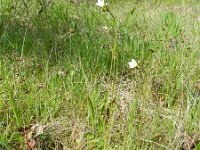 Saxifraga granulata 93, Knolsteenbreek, Saxifraga-Rutger Barendse