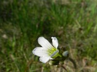 Saxifraga granulata 94, Knolsteenbreek, Saxifraga-Rutger Barendse