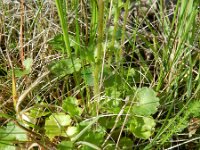 Saxifraga granulata 95, Knolsteenbreek, Saxifraga-Rutger Barendse