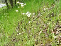 Saxifraga granulata 96, Knolsteenbreek, Saxifraga-Rutger Barendse