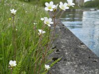 Saxifraga granulata 97, Knolsteenbreek, Saxifraga-Rutger Barendse