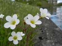 Saxifraga granulata 98, Knolsteenbreek, Saxifraga-Rutger Barendse