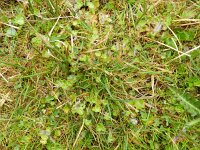 Saxifraga granulata 99, Knolsteenbreek, Saxifraga-Rutger Barendse