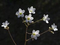 Saxifraga granulata var glaucescens 21, Saxifraga-Willem van Kruijsbergen
