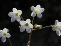 Saxifraga granulata var glaucescens 22, Saxifraga-Willem van Kruijsbergen