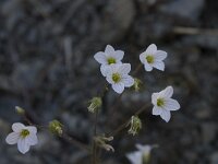 Saxifraga granulata var glaucescens 23, Saxifraga-Willem van Kruijsbergen