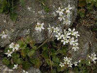 Saxifraga granulata var glaucescens 24, Saxifraga-Willem van Kruijsbergen