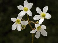 Saxifraga granulata var glaucescens 27, Saxifraga-Willem van Kruijsbergen