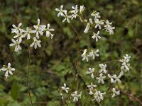 Saxifraga granulata var glaucescens 28, Saxifraga-Willem van Kruijsbergen