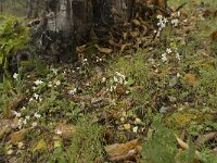 Saxifraga granulata var glaucescens 29, Saxifraga-Willem van Kruijsbergen