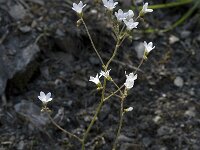 Saxifraga granulata var glaucescens 30, Saxifraga-Willem van Kruijsbergen