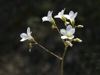 Saxifraga granulata var glaucescens 31, Saxifraga-Jan van der Straaten