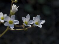 Saxifraga granulata var glaucescens 32, Saxifraga-Willem van Kruijsbergen