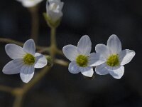 Saxifraga granulata var glaucescens 33, Saxifraga-Willem van Kruijsbergen