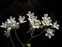 Saxifraga granulata var glaucescens 34, Saxifraga-Willem van Kruijsbergen
