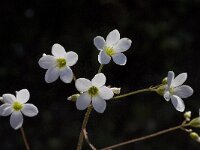 Saxifraga granulata var glaucescens 37, Saxifraga-Willem van Kruijsbergen