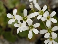 Saxifraga granulata var glaucescens 38, Saxifraga-Jan van der Straaten