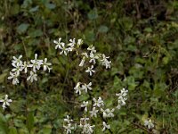 Saxifraga granulata var glaucescens 39, Saxifraga-Jan van der Straaten