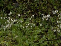Saxifraga granulata var glaucescens 40, Saxifraga-Jan van der Straaten