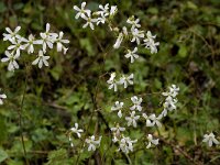 Saxifraga granulata var glaucescens 41, Saxifraga-Jan van der Straaten