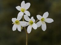 Saxifraga granulata var glaucescens 42, Saxifraga-Jan van der Straaten