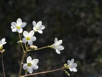 Saxifraga granulata var glaucescens 44, Saxifraga-Jan van der Straaten