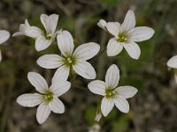 Saxifraga granulata var glaucescens 45, Saxifraga-Jan van der Straaten