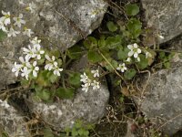 Saxifraga granulata var glaucescens 46, Saxifraga-Jan van der Straaten