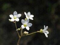 Saxifraga granulata var glaucescens 49, Saxifraga-Jan van der Straaten