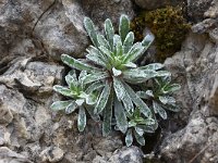 Saxifraga hostii ssp rhaetica 4, Saxifraga-Harry Jans