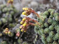 Saxifraga juniperifolia 3, Saxifraga-Dirk Hilbers