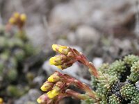 Saxifraga juniperifolia 4, Saxifraga-Dirk Hilbers