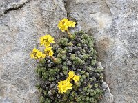 Saxifraga juniperifolia 5, Saxifraga-Dirk Hilbers